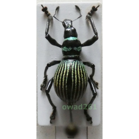Metapocyrtus hirakui Cabras, Medina & Bollino, 2021 male Philippines5